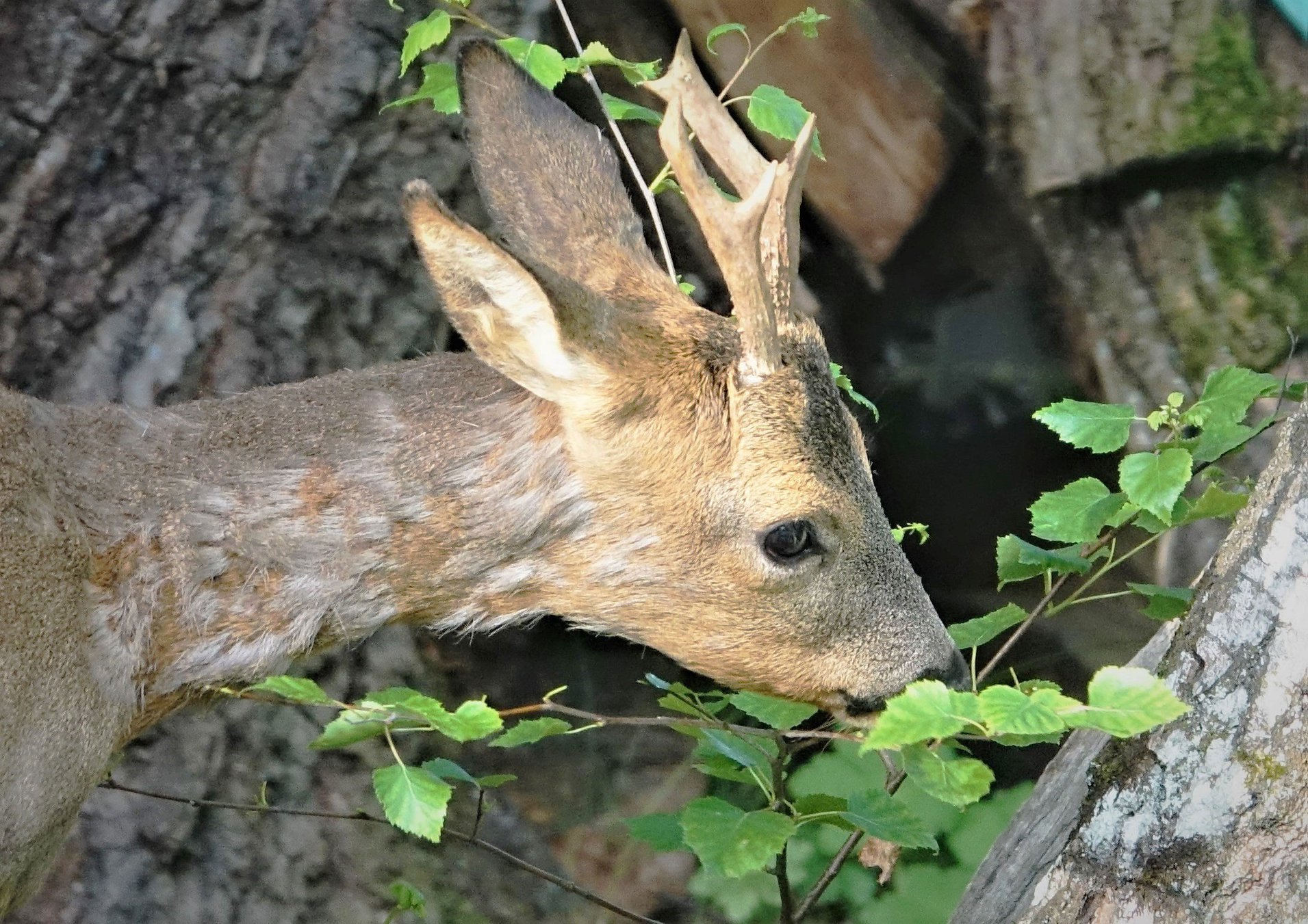 100374154 2072557329555464 3335833732241162240 o